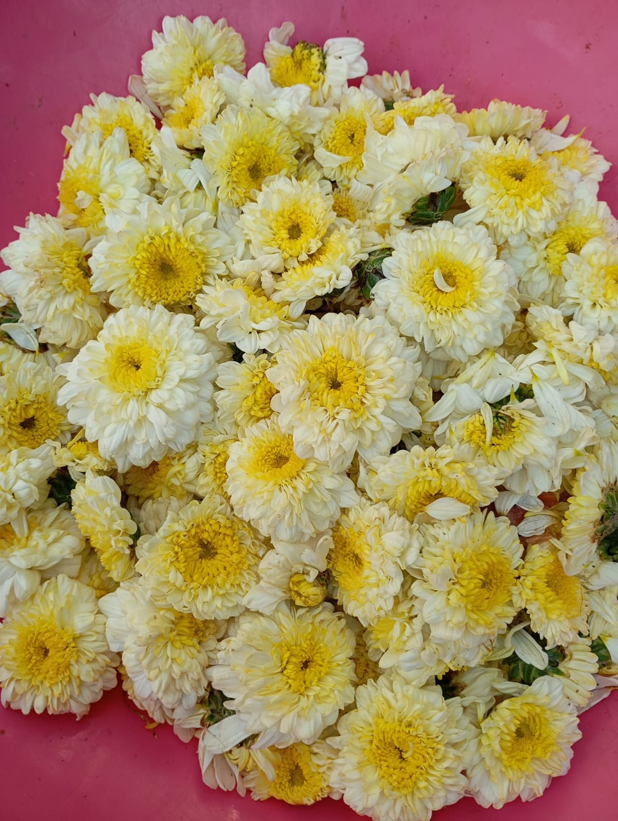 Shevanti