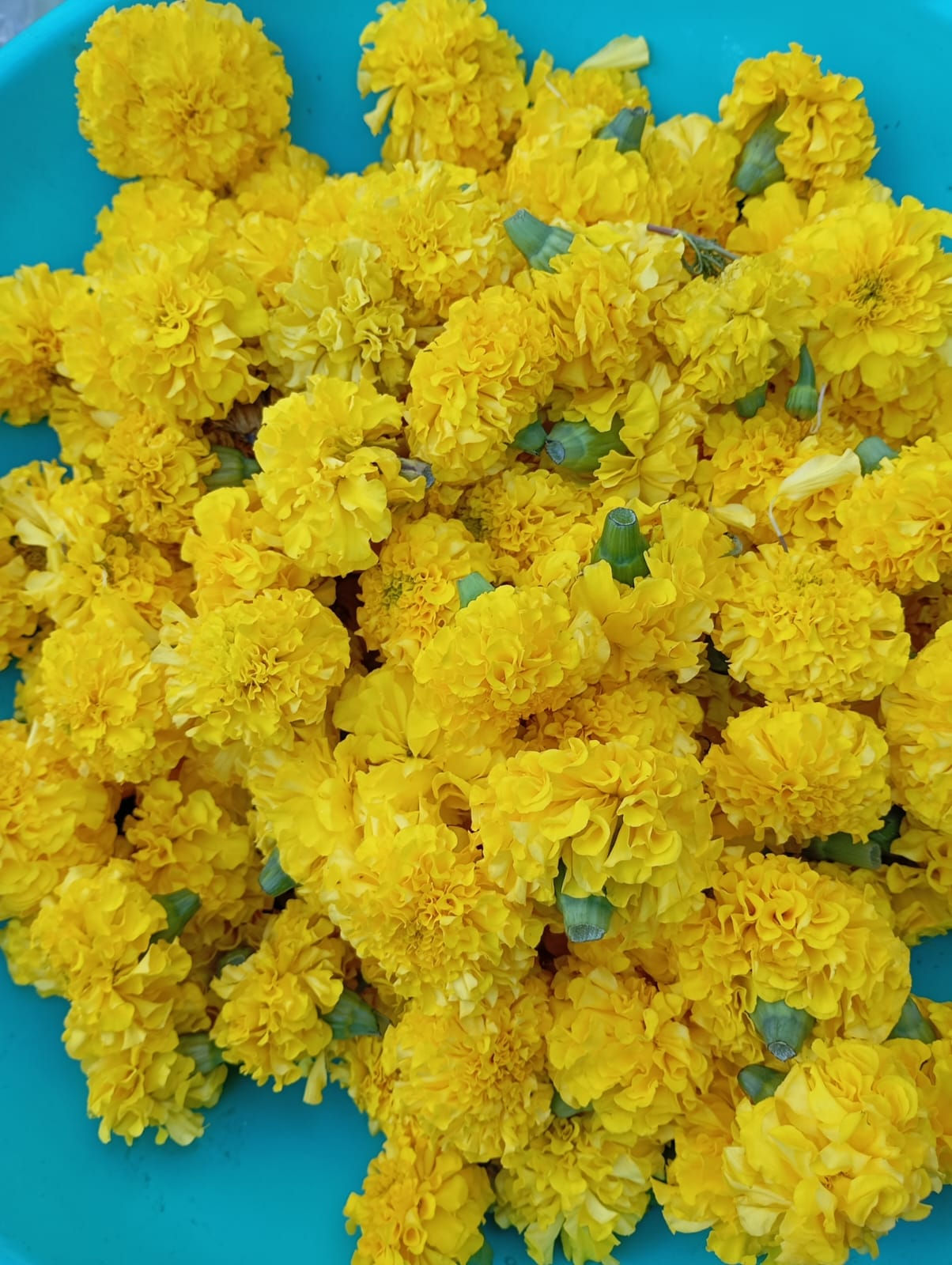 Zendu-Marigold-Yellow