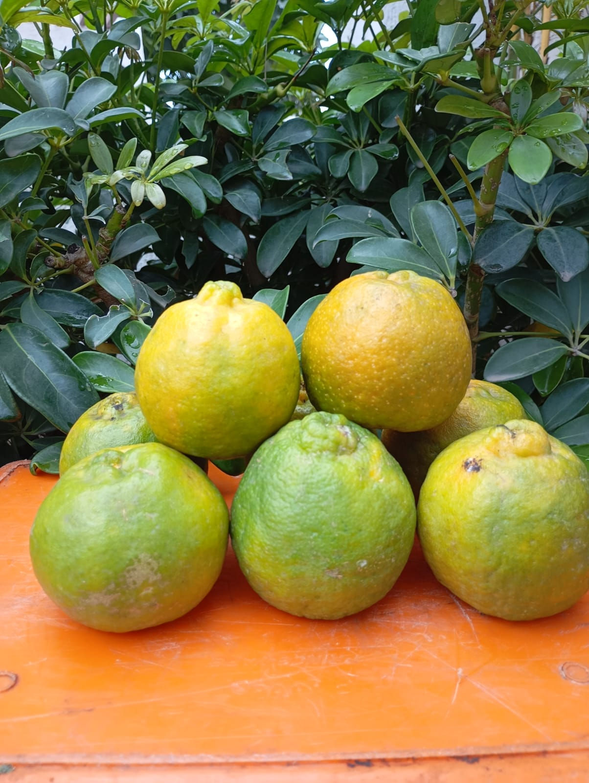 Nagpur oranges-Indian Santra