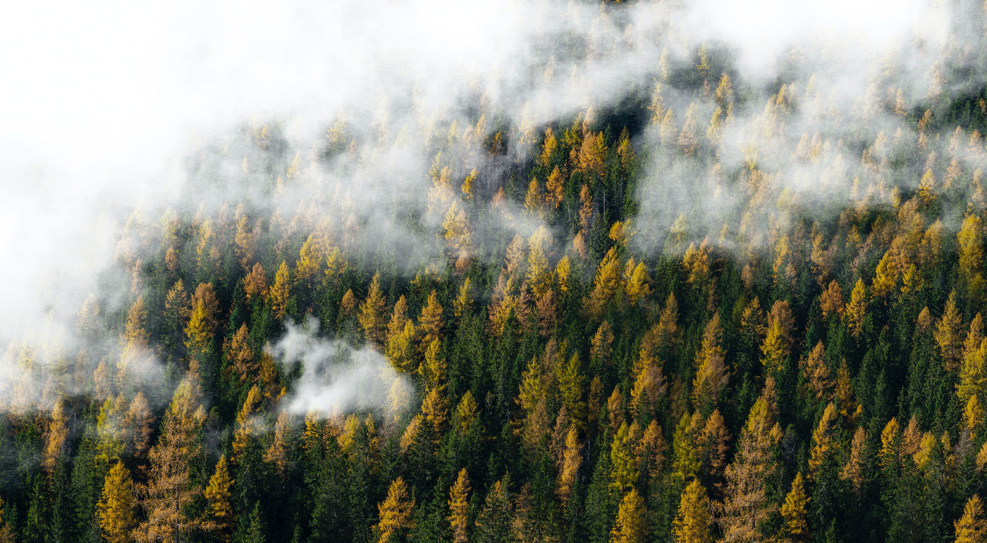 Forest on Mountainside