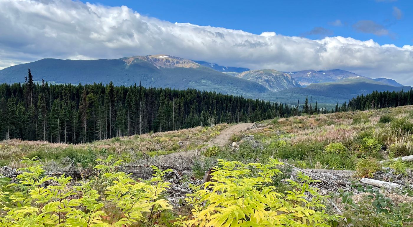 clearcut with bright green bushes and gravel road, blue sky and white clouds. mountain in the background