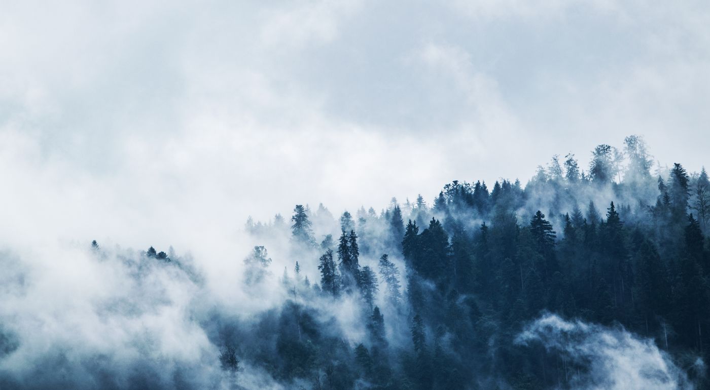 Evergreen forest in dark blue colour with mist rising out of trees and clouds in the background