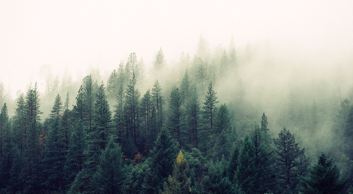 misty green forest