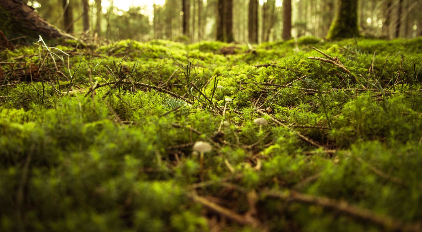 Forest floor with green moss and pine needles and sun shining down.