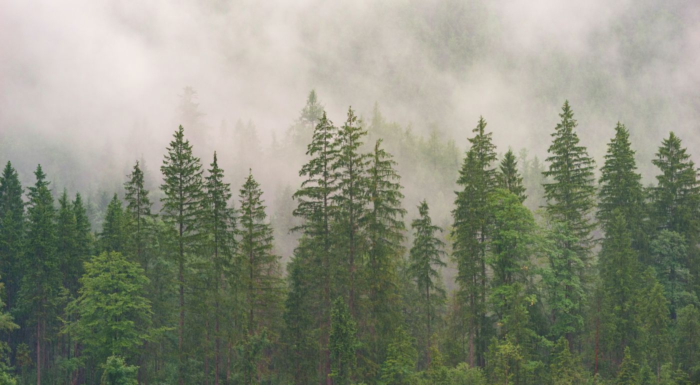 Green evergreen trees with mist in background