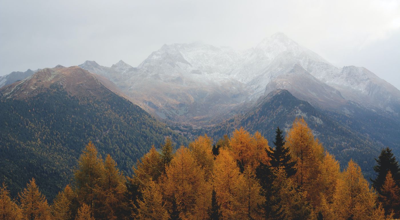 trees with fall colours - orange and misty mountains in the background with slight snow cover