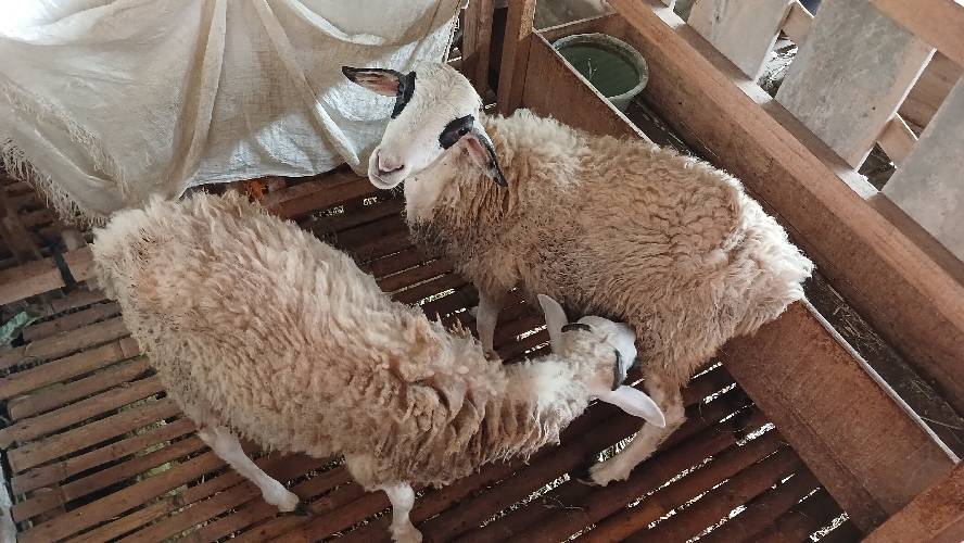 Kambing Aqiqah