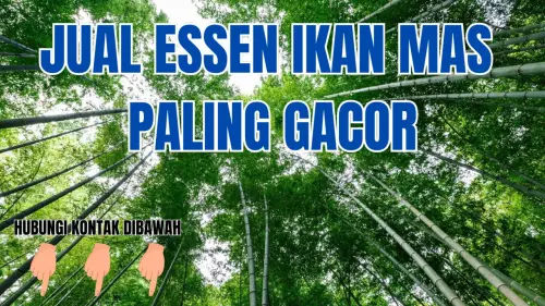 0857-2222-4391 Dimana Beli Essen Ikan Mas Murah