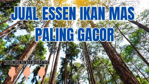 0857-2222-4391 Pabrik Essen Ikan Mas Cuaca Panas