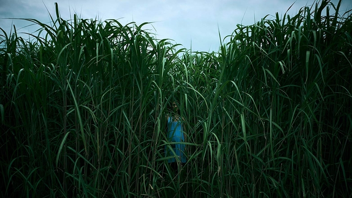 In the Tall Grass