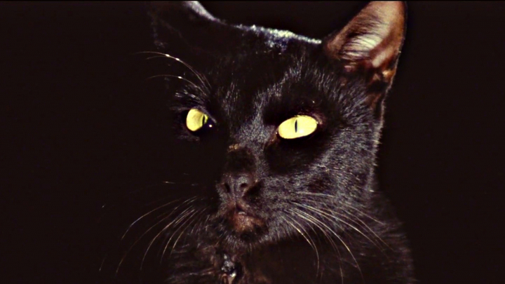 The Black Cat