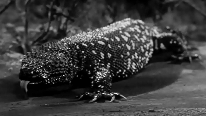 The Giant Gila Monster