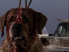 Cujo