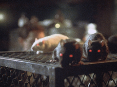 Rats: Night of Terror