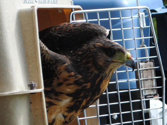 Los gavilanes ya están en Alto Verde combatiendo a las catas