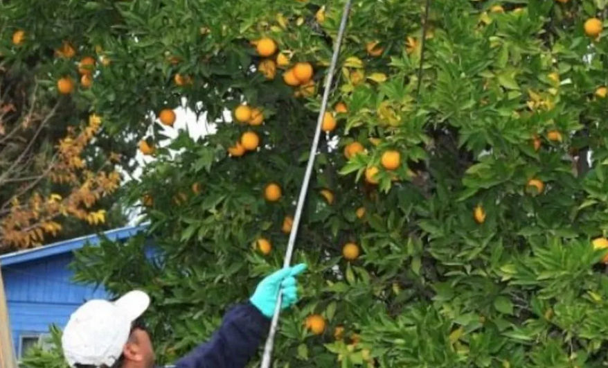 Iscamen pone a disposición las brigadas que cosechan cítricos en forma gratuita en los hogares, para combatir la mosca del Mediterráneo.