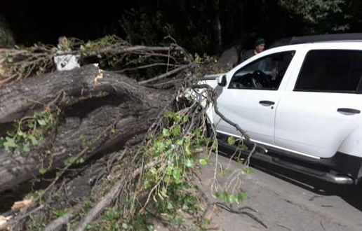 Las fuertes ráfagas de viento registradas en Mendoza durante la noche del viernes provocaron momentos dramáticos en Maipú, donde un árbol de gran tamaño cayó sobre una camioneta en movimiento. El conductor resultó ileso y aseguró que se salvó “por nada”.