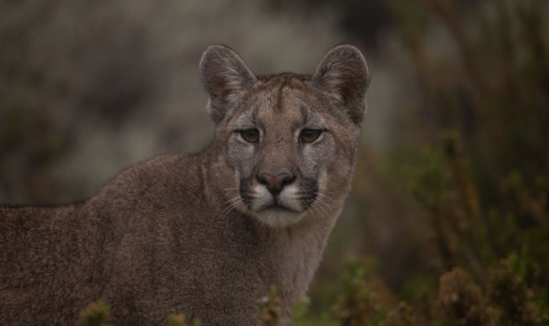 El Ministerio de Energía y Ambiente difundió recomendaciones para quienes recorran la Alta Montaña de Mendoza durante el fin de semana largo. Las nevadas favorecen el descenso de la fauna silvestre y aumentan las posibilidades de avistar pumas.