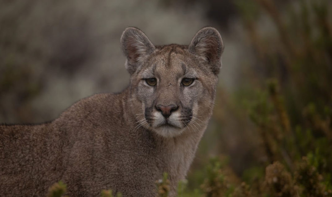 El Ministerio de Energía y Ambiente difundió recomendaciones para quienes recorran la Alta Montaña de Mendoza durante el fin de semana largo. Las nevadas favorecen el descenso de la fauna silvestre y aumentan las posibilidades de avistar pumas.