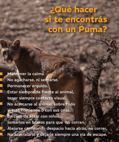 El Ministerio de Energía y Ambiente difundió recomendaciones para quienes recorran la Alta Montaña de Mendoza durante el fin de semana largo. Las nevadas favorecen el descenso de la fauna silvestre y aumentan las posibilidades de avistar pumas.