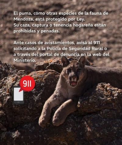 El Ministerio de Energía y Ambiente difundió recomendaciones para quienes recorran la Alta Montaña de Mendoza durante el fin de semana largo. Las nevadas favorecen el descenso de la fauna silvestre y aumentan las posibilidades de avistar pumas.
