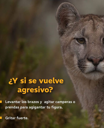 El Ministerio de Energía y Ambiente difundió recomendaciones para quienes recorran la Alta Montaña de Mendoza durante el fin de semana largo. Las nevadas favorecen el descenso de la fauna silvestre y aumentan las posibilidades de avistar pumas.