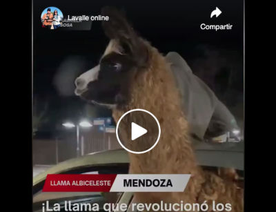 El director del Ecoparque de Mendoza, Ignacio Haudet, presentó una denuncia ante el Ministerio Público Fiscal luego de que se viralizara un video en el que una llama era trasladada con la cabeza fuera de un auto en movimiento durante los festejos por el triunfo de la Selección argentina en el departamento de La Paz. El funcionario sostuvo que el episodio debe ser investigado por un posible caso de maltrato animal.