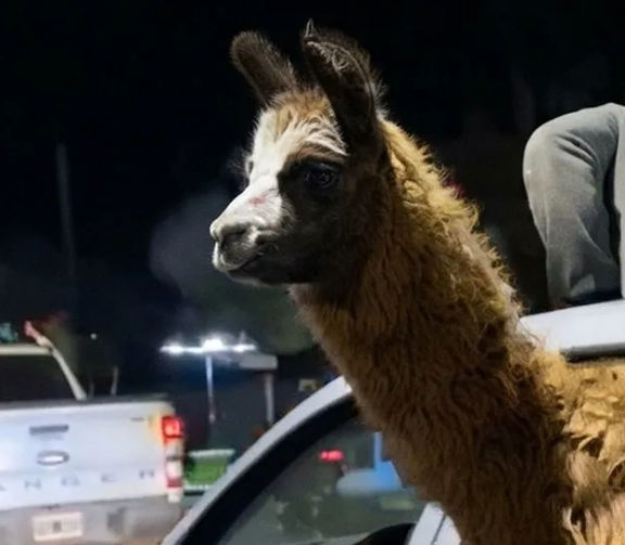 El director del Ecoparque de Mendoza, Ignacio Haudet, presentó una denuncia ante el Ministerio Público Fiscal luego de que se viralizara un video en el que una llama era trasladada con la cabeza fuera de un auto en movimiento durante los festejos por el triunfo de la Selección argentina en el departamento de La Paz. El funcionario sostuvo que el episodio debe ser investigado por un posible caso de maltrato animal.