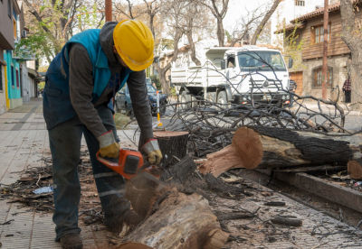 La Ciudad de Mendoza comenzó a retirar 15 árboles secos en calle Perú. El Plan Forestal 2026 contempla más de 140 erradicaciones.