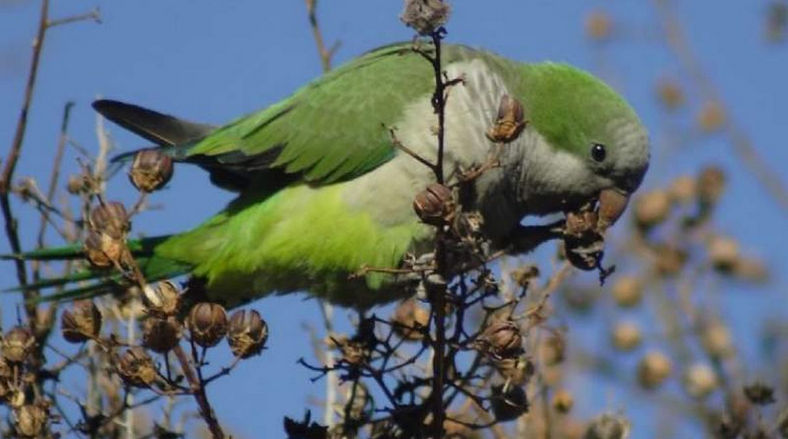 Preocupan en Mendoza los daños producidos por las catas en frutos