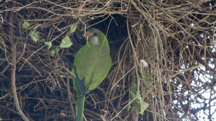 Preocupan en Mendoza los daños que producen en frutos las catas