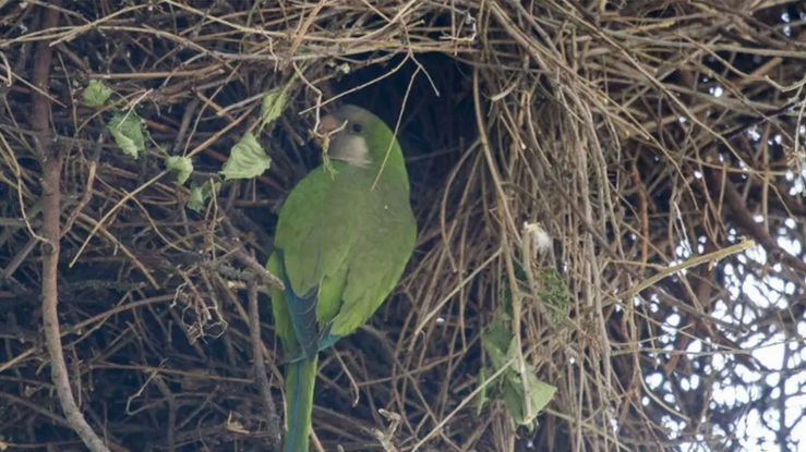 Preocupan en Mendoza los daños producidos por las catas en frutos