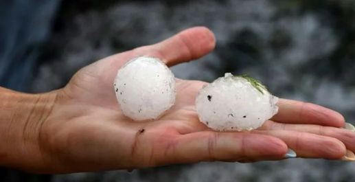 Una cosecha de uvas marcada por las contingencias climáticas