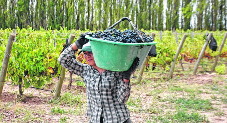 Cosecha de uvas herida y un pronóstico del INV aún por comprobarse