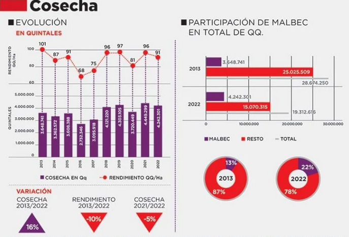 Día del Malbec, la cepa insignia de los vinos de Argentina