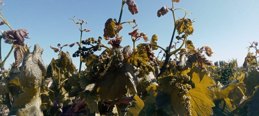 Una cosecha de uvas marcada por las contingencias climáticas