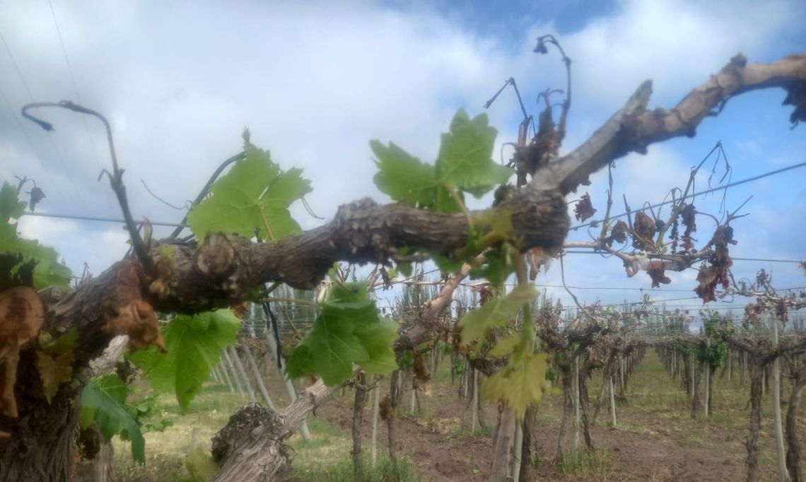 Una cosecha de uvas marcada por las contingencias climáticas