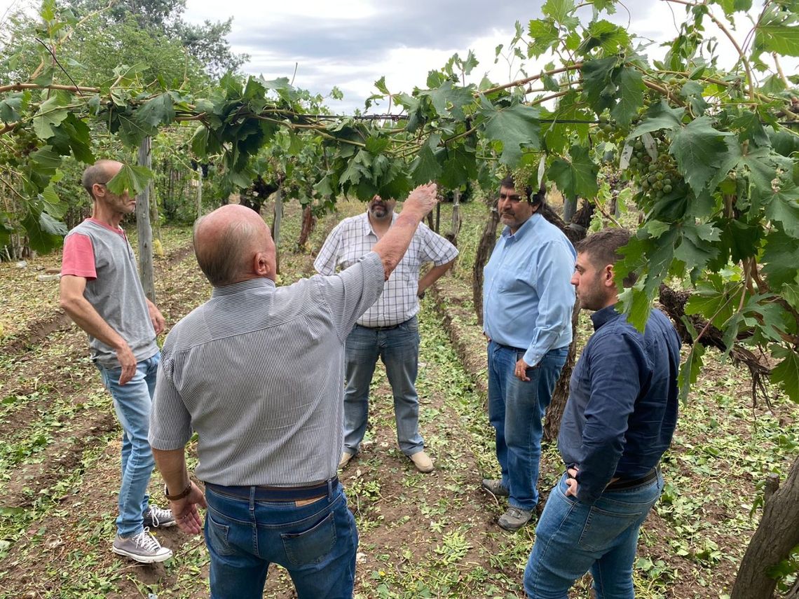 Una cosecha de uvas marcada por las contingencias climáticas