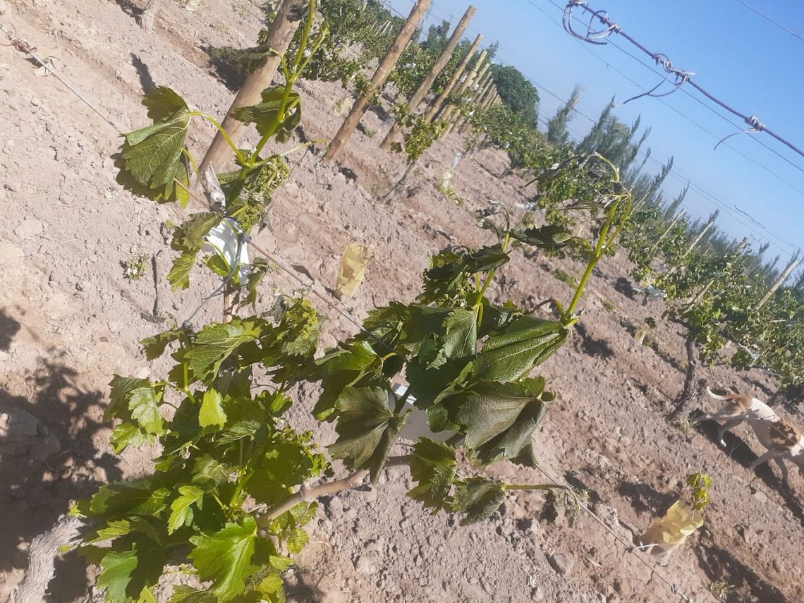 Una cosecha de uvas marcada por las contingencias climáticas