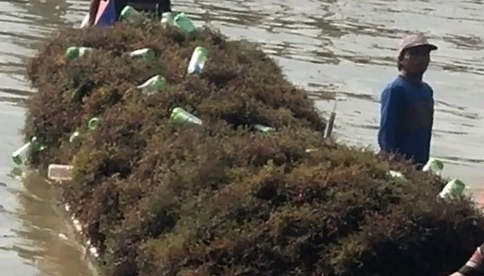 Kapal pengangkut Rumput Laut milik para pembudidaya tanaman gulma tersebut di Nunukan. (Foto: Eddy S/NUSANTARANEWS.CO)