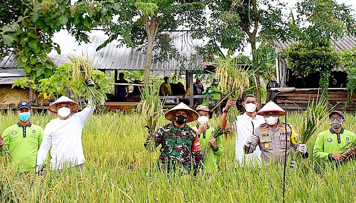 Warga Pakal panen raya di tengah pandemi.