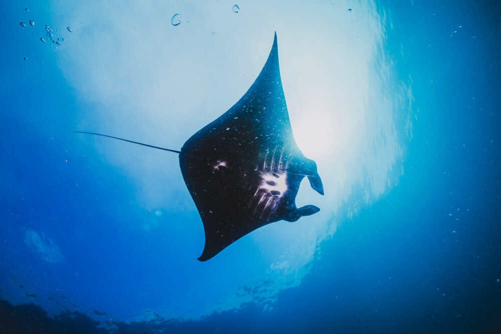 Manta Bay Nusa Penida Tempat Diving dan Snorkeling Terbaik di Dunia