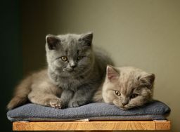 British Shorthair image