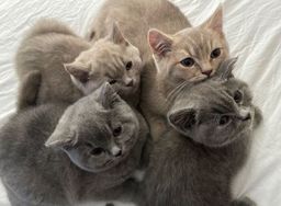 British Shorthair image