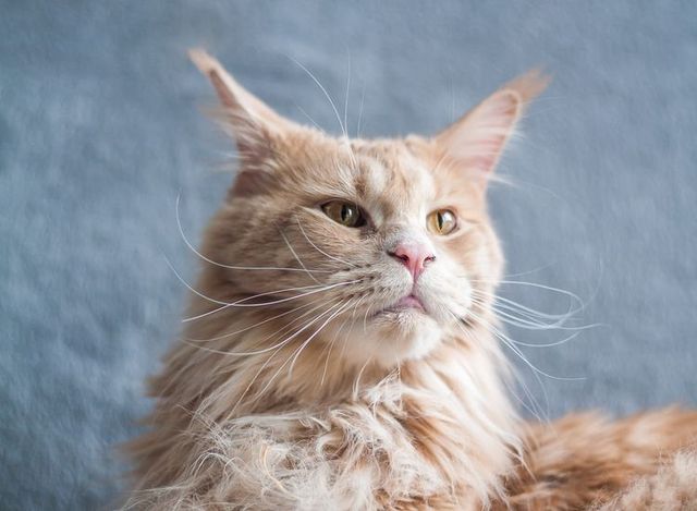 Maine Coon image