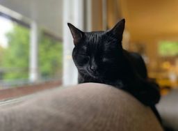 Bombay