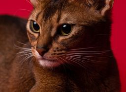 Abyssinian image