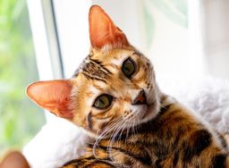 Bengal