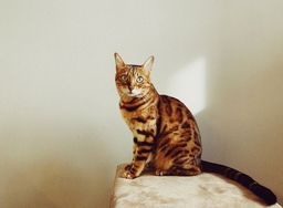 Bengal