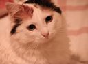 Turkish Van